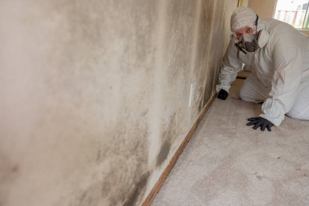 Best Asbestos and Lead Testing During Mold Inspection  in Salem, OH